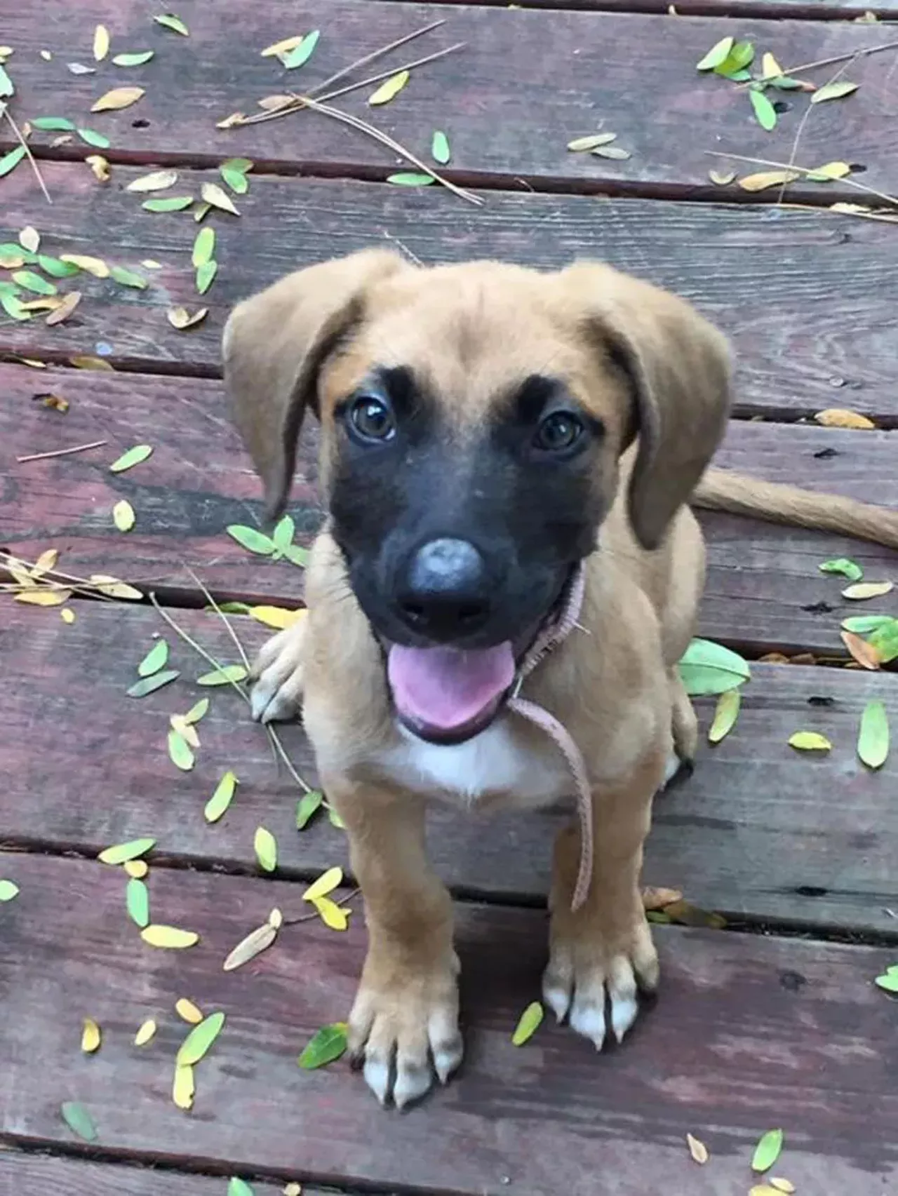 Cauliflower Cannot handle the cuteness.