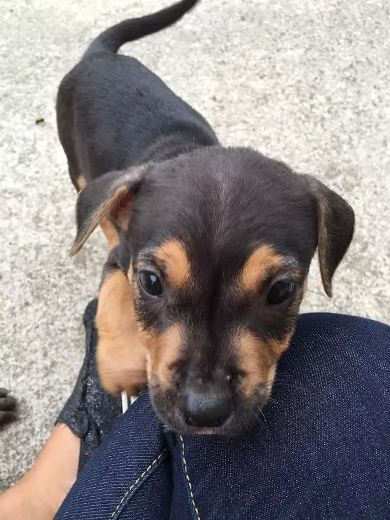 Salty His name might be Salty, but this guy look as sweet as any other pup.