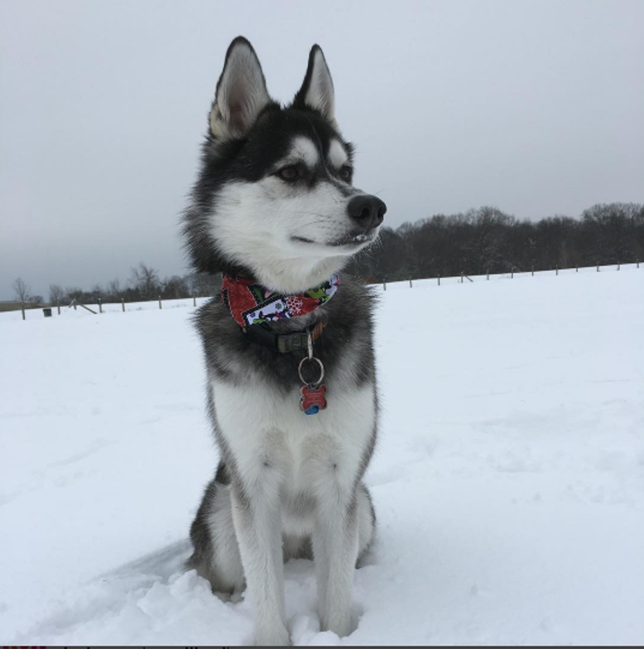 Lyon Oaks County Park Wixom Maybe your pooch's new years resolution is to exercise more, too. The Lyon Oaks County Park has a 13-acre fenced in dog park so your dog can run free while you play fetch with it. There are roughly 6 miles of trails, too where you can cross country ski or go for a cool down walk with your best fuzzy friend. Photo via IG user @addisonnn