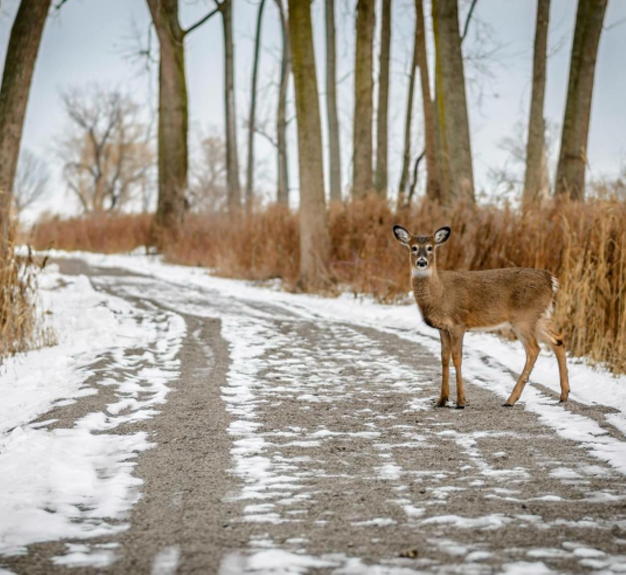 Lake St. Clair Metropark Harrison Twp. Not only does this park have a one-mile boardwalk and endless trails through marsh and wetlands, but it is a fun place to bring the whole family for an afternoon of fun. If the ice is thick enough, you may see some brave ice fisherman, or you might get extra lucky and catch a glimpse of a deer. Photo via IG user @brian_leppek_photo