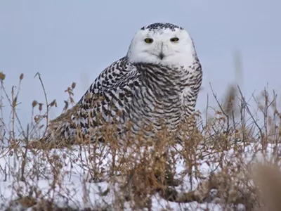 Owl spotted at Pt. Mouillee State Game Area during January 2018. Photo by Bruce Szczechowski.