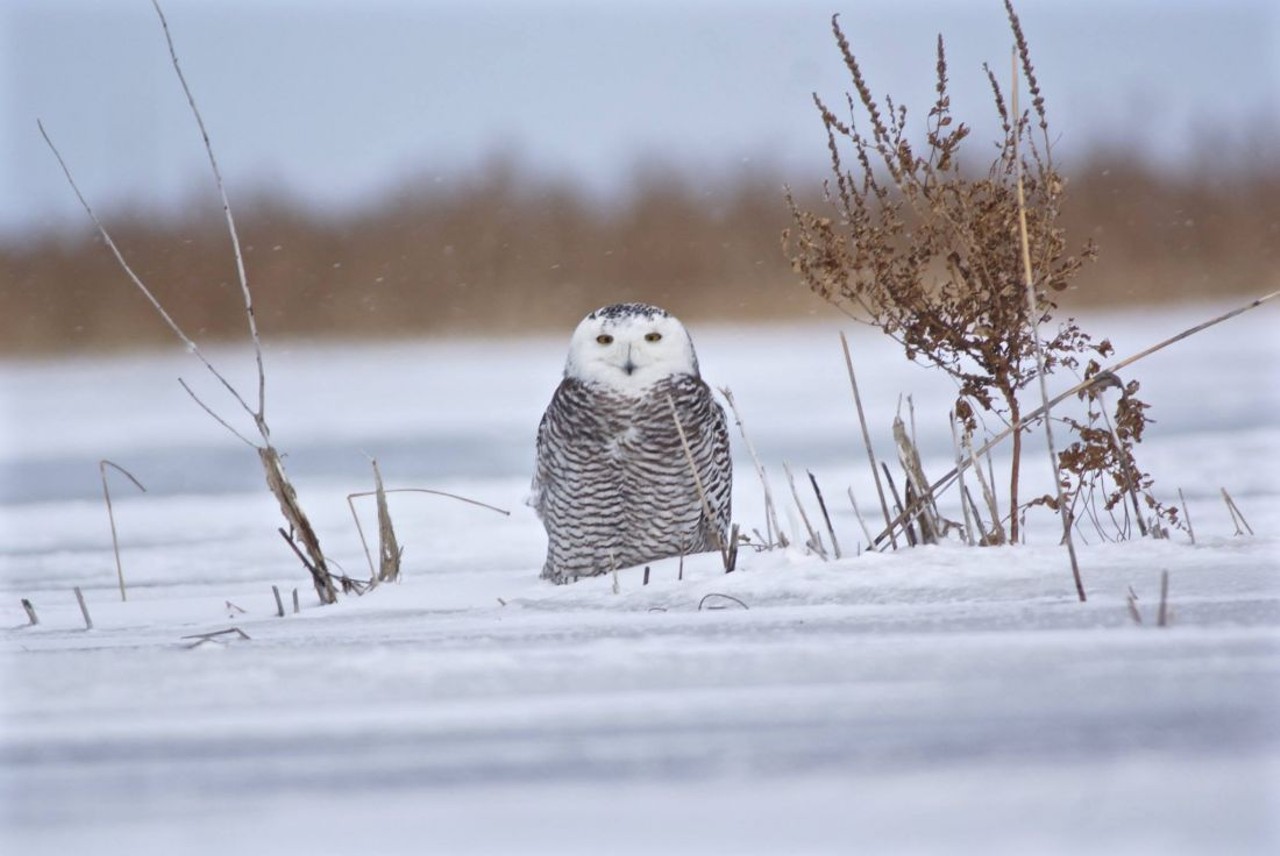 Owl spotted at Pt. Mouillee State Game Area during January 2018.
Photo by Bruce Szczechowski.
