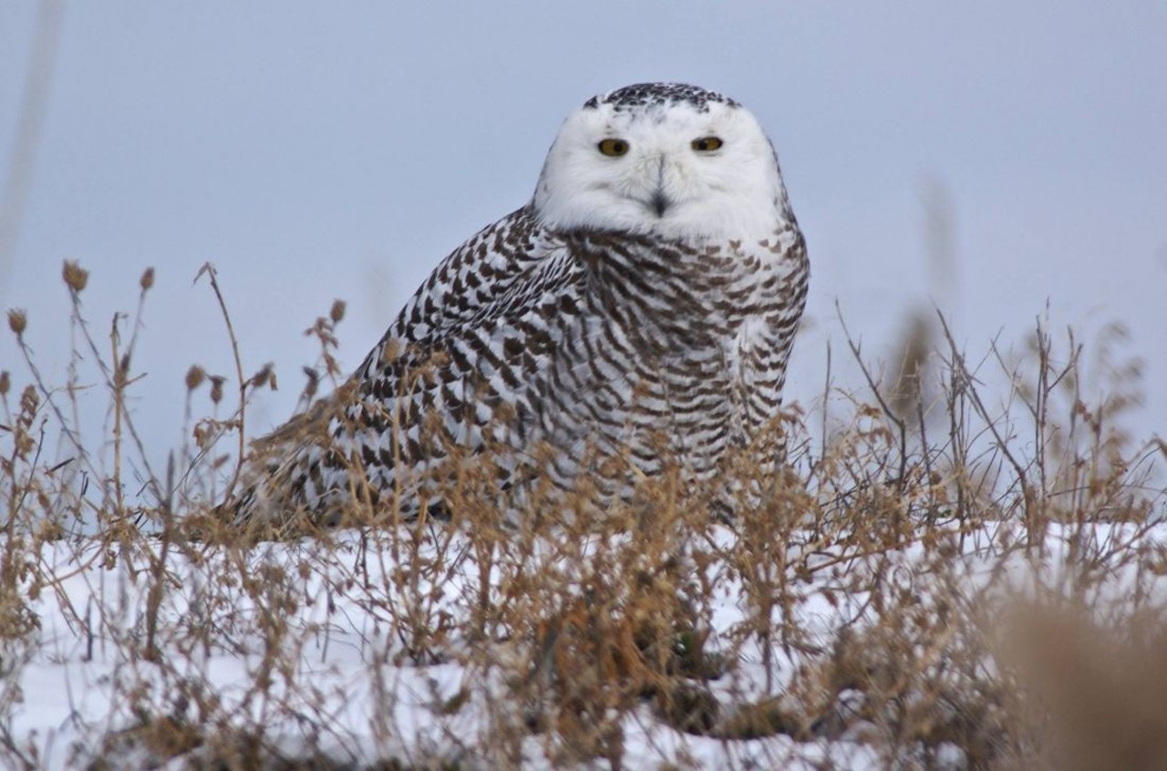 Owl spotted at Pt. Mouillee State Game Area during January 2018.
Photo by Bruce Szczechowski.