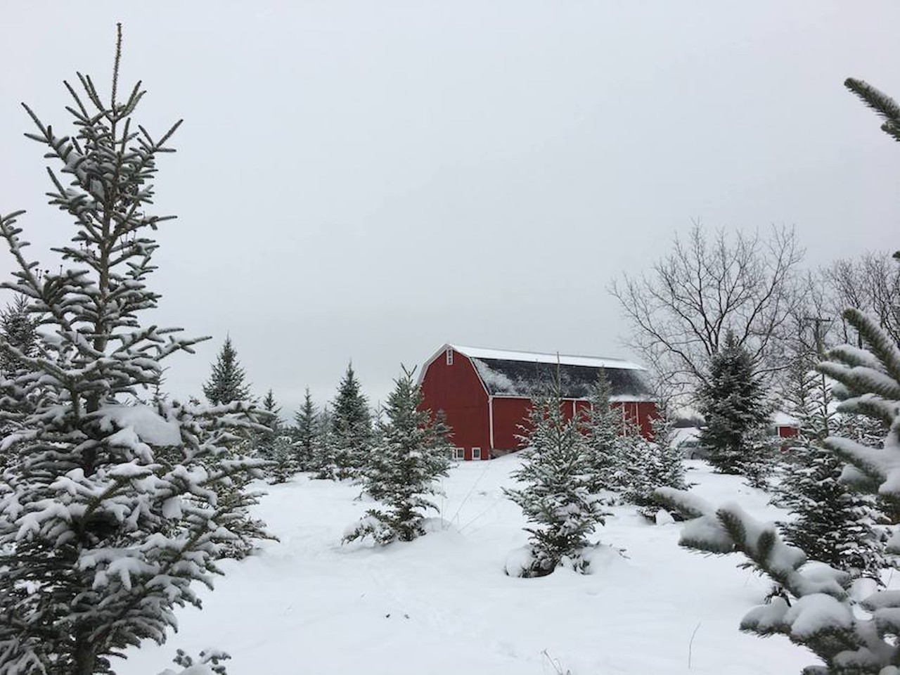 Urquhart Tree Farm
10050 Jerusalem Rd., Chelsea; 734-433-8733; urquharttreefarms.com
Cut it out! No, really, pick a tree and cut it out and put it in your house because that is a weird tradition we continue to do and no one helps us fulfill that tradition quite like Urquhart Tree Farm. Need to search for some last minute gifts or wreaths? You can do that here, too. 
Photo via Urquhart Tree Farm/Facebook