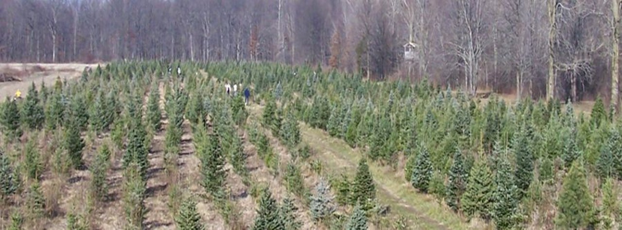 Huron Christmas Tree Farm
32120 King Rd., New Boston; 734-753-9288; huronchristmastreefarm.com
What&#146;s better than one Christmas tree? How about 10,000 Douglas fir, Fraser fir, white pine, blue spruce, and white spruce, which is the selection offered by Huron Christmas Tree Farm? Don&#146;t come with your American Express expecting to buy a forest&#146;s worth of trees, though, as they only accept cash or check. 
Photo via Huron Christmas Tree Farm/Facebook