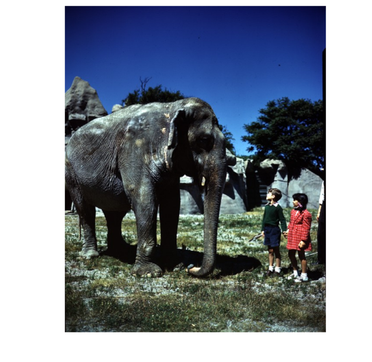 How did these kids get to close to this elephant? (Circa 1946)