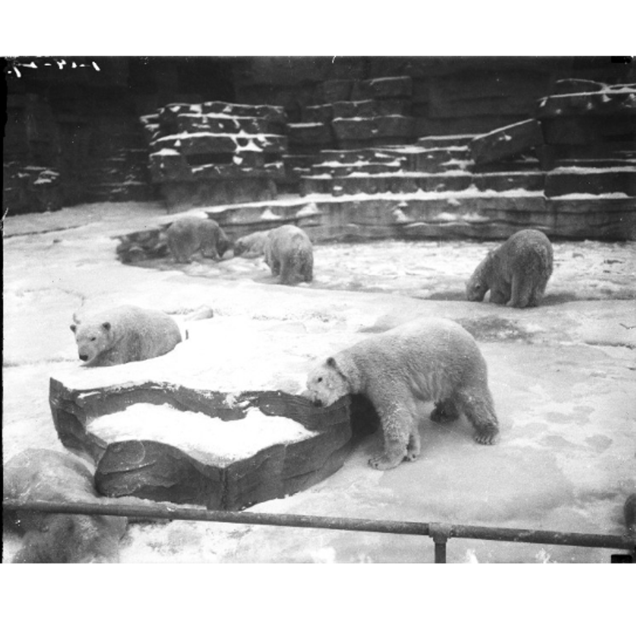 Polar bears doin what they do. (Date unknown)