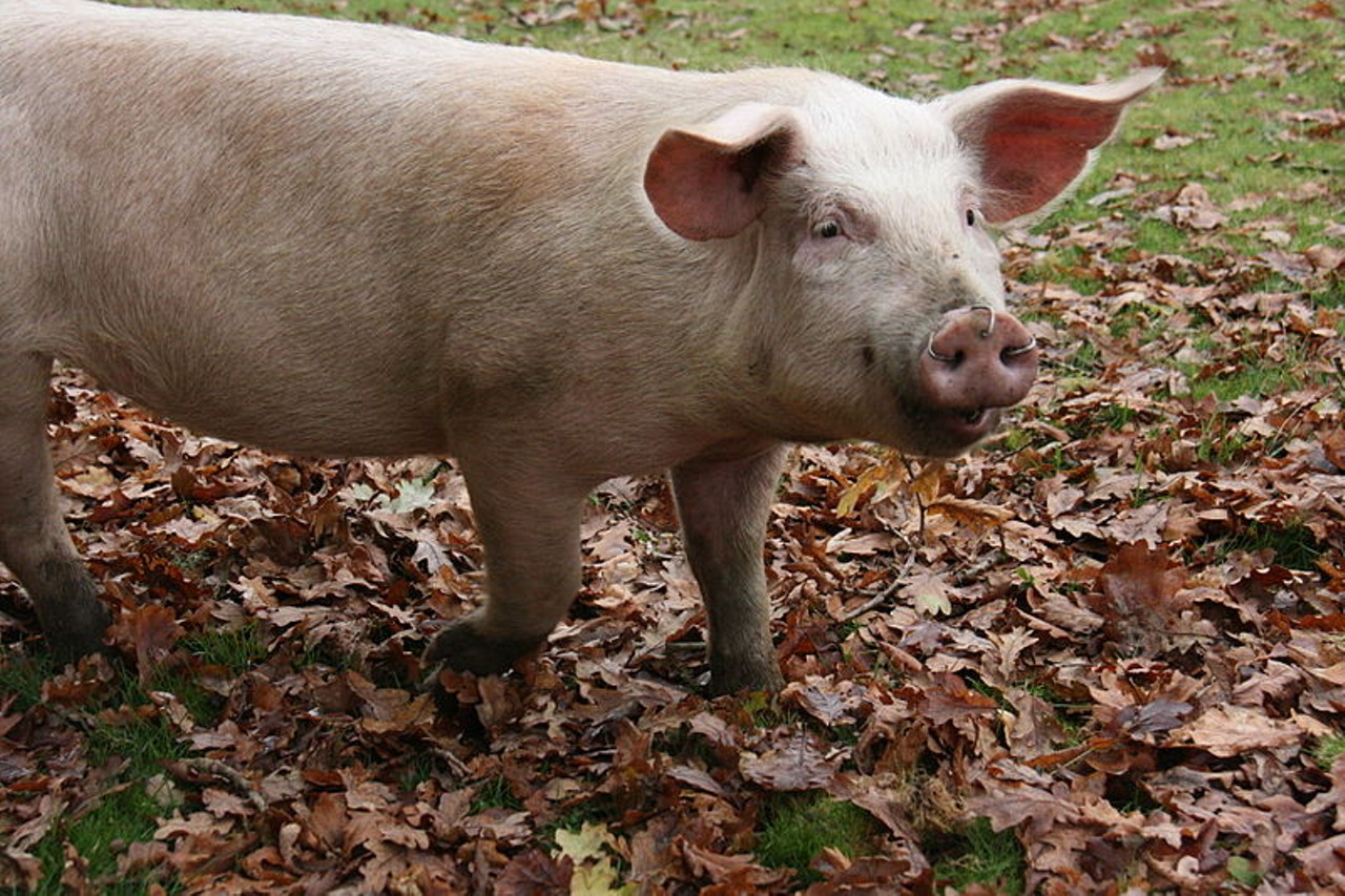 It is illegal to let your pig run free in Detroit unless it has a ring in its nose.
Fair enough, that one.
