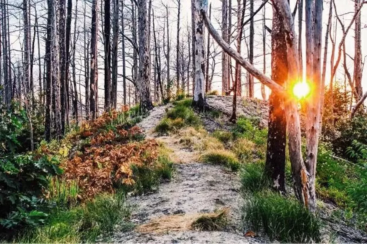 Natalie State Forest Campground Country Roads 405 & 434, Newberry; 906-293-3293 This basic campground has 12 tent sites and small trailer use available on Dallarville Flooding Backwaters. All these services are on a first-come, first-serve basis. Photo via Instagram, @dare.to.explore