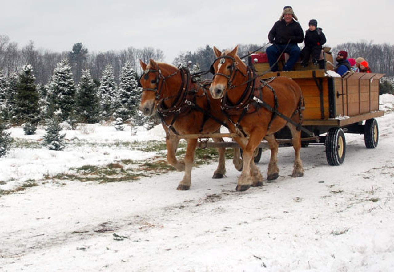 20 tree farms in Michigan that have perfect Christmas trees for