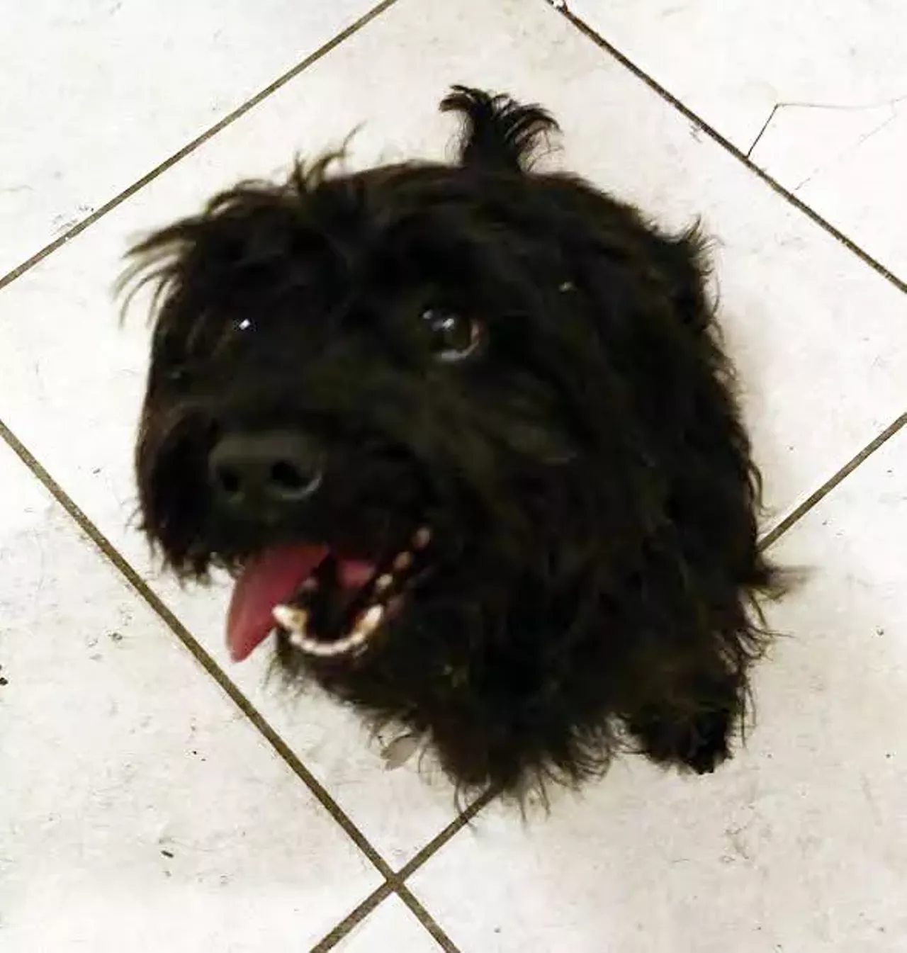  Christian Dior Poodle and Maltese Mix | Male | Adult Whoever is naming these dogs deserves a goddamn award.