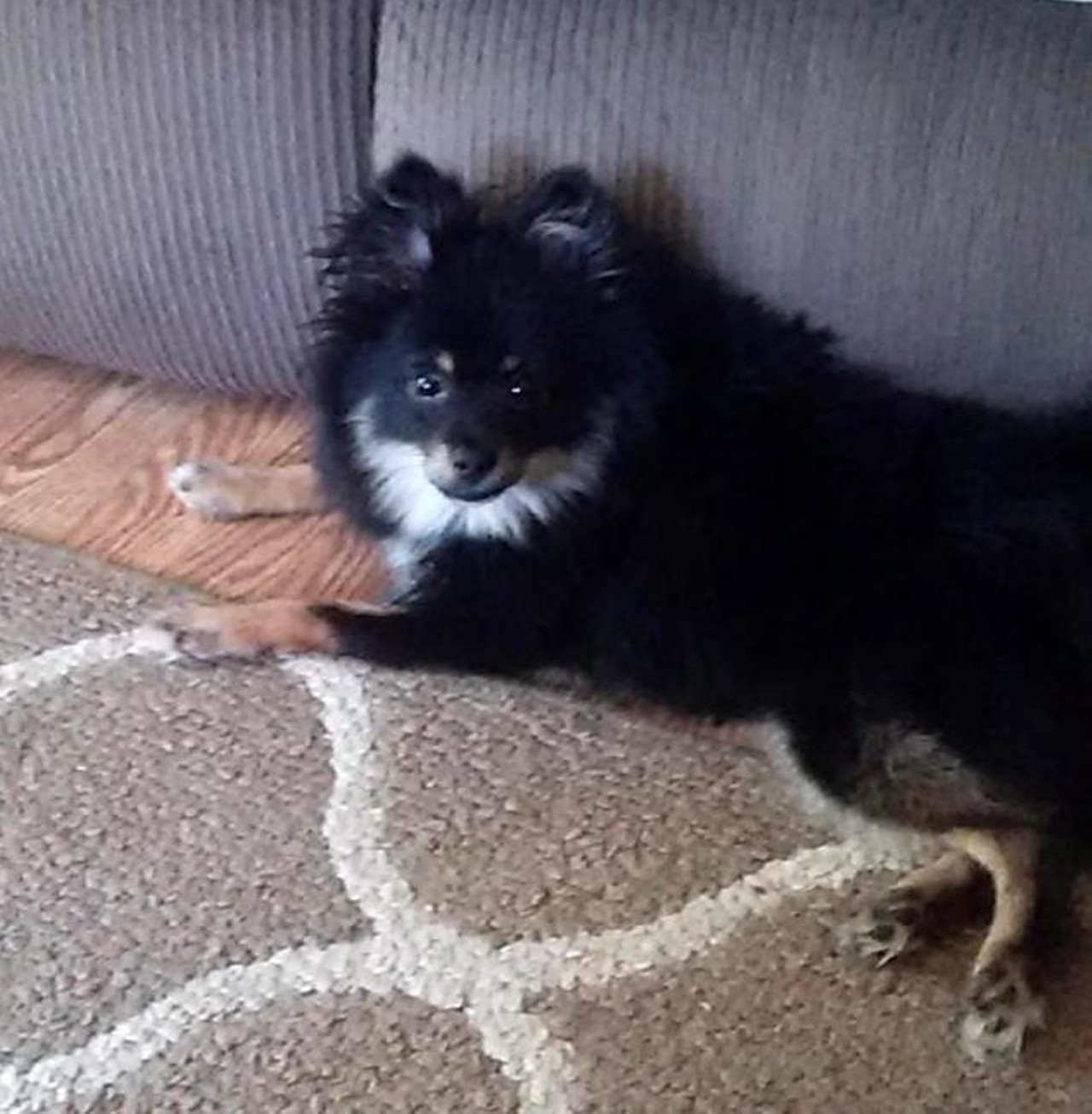  Samson
Pomeranian | Male 
Samson looks sassy as hell laying down there and we love him