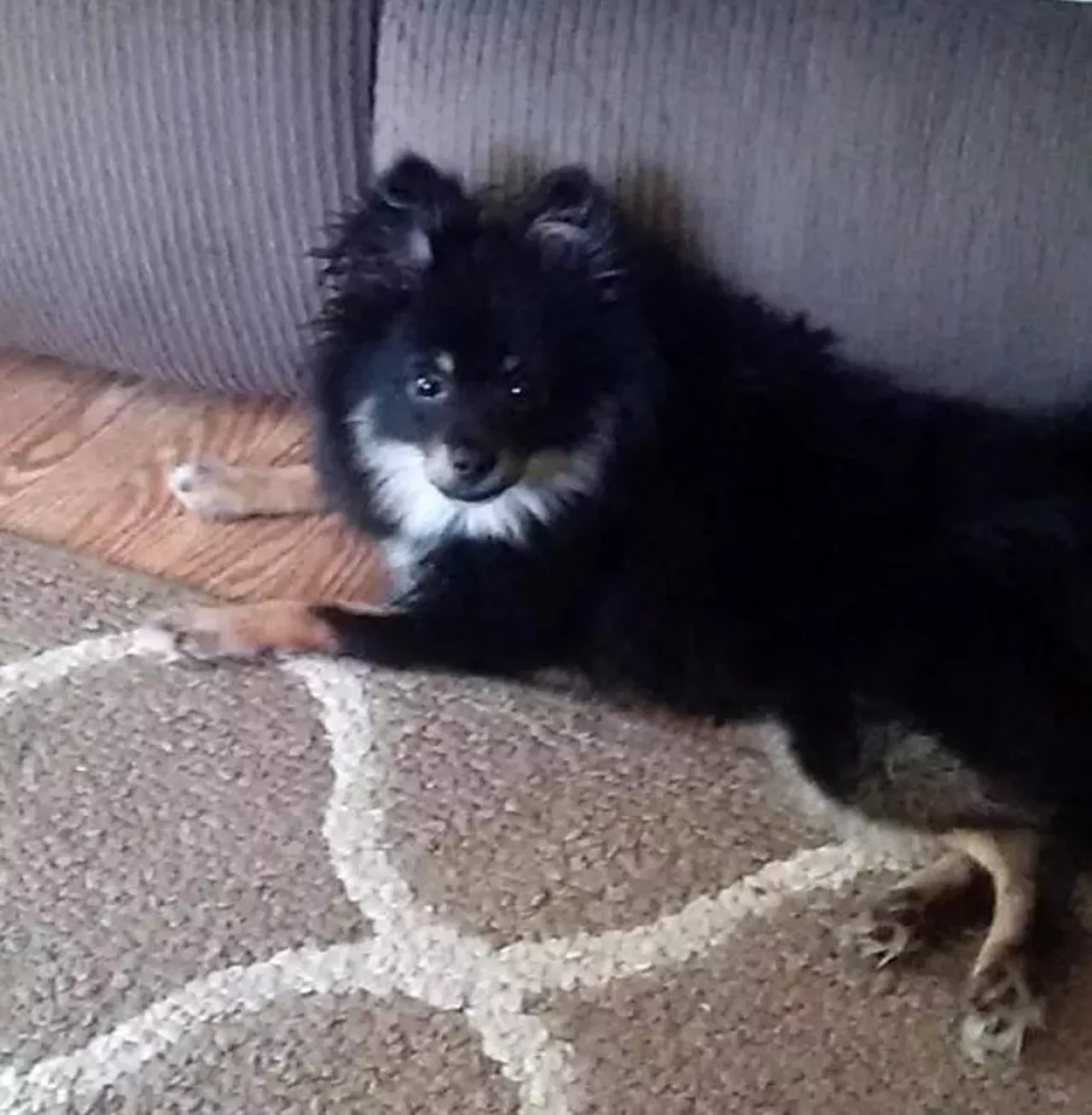  Samson Pomeranian | Male Samson looks sassy as hell laying down there and we love him
