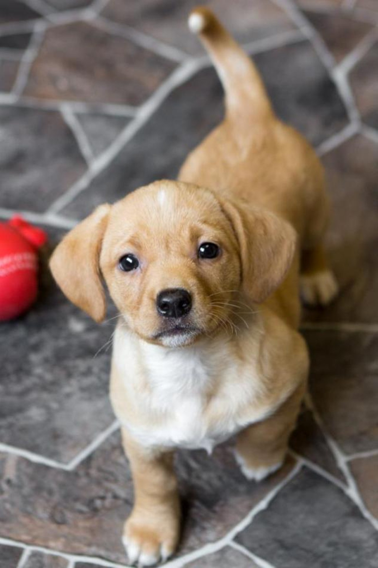  Stella
Hound | Female | Puppy
BRB, going to adopt Stella asap.