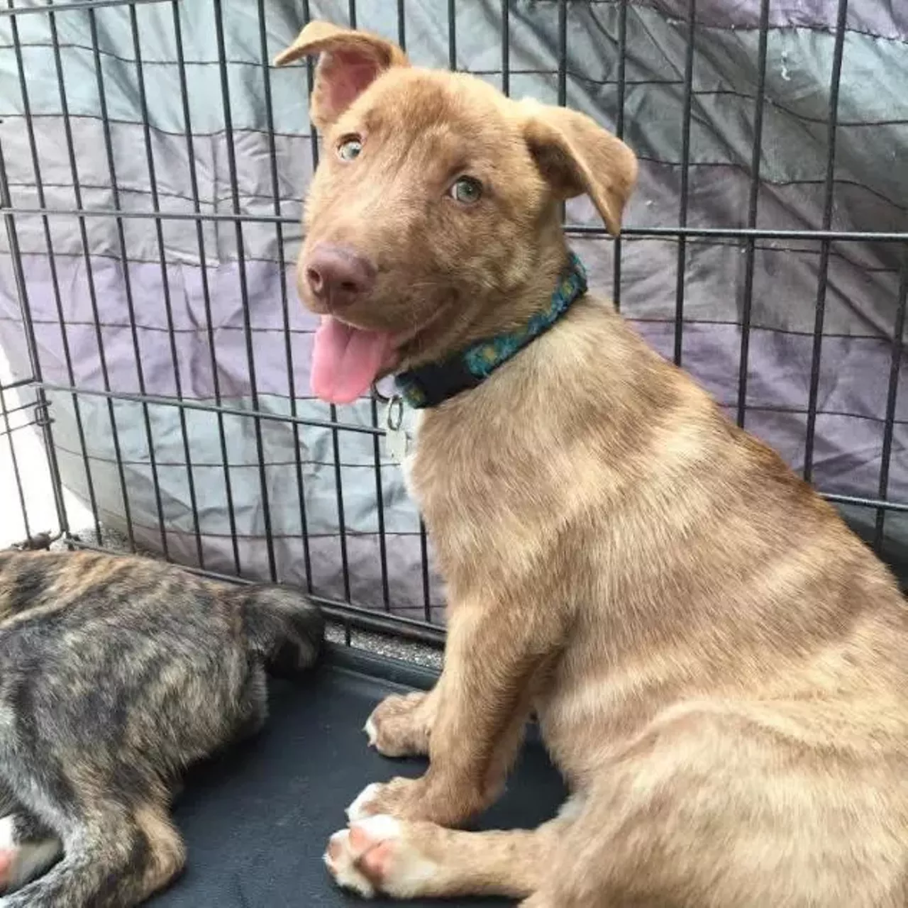  Rako Shepherd and American Bulldog Mix | Female | Puppy THAT TONGUE! Okay Rako is so adorable and why haven&#146;t you adopted her yet? Nevermind, maybe we will.