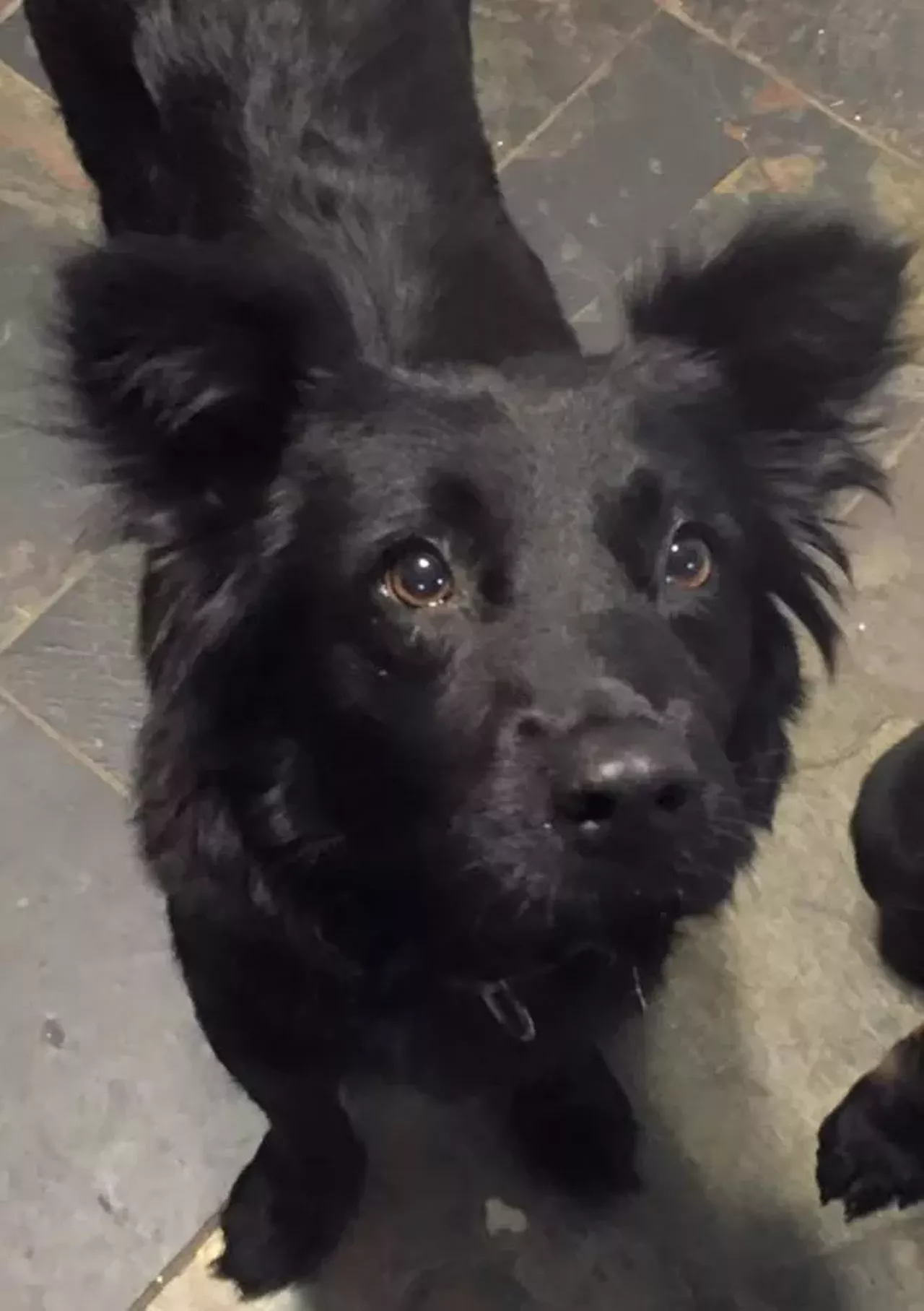  Shay Shepherd and Chow Chow Mix | Female | Adult Shay is such a classy lady, just look at her!