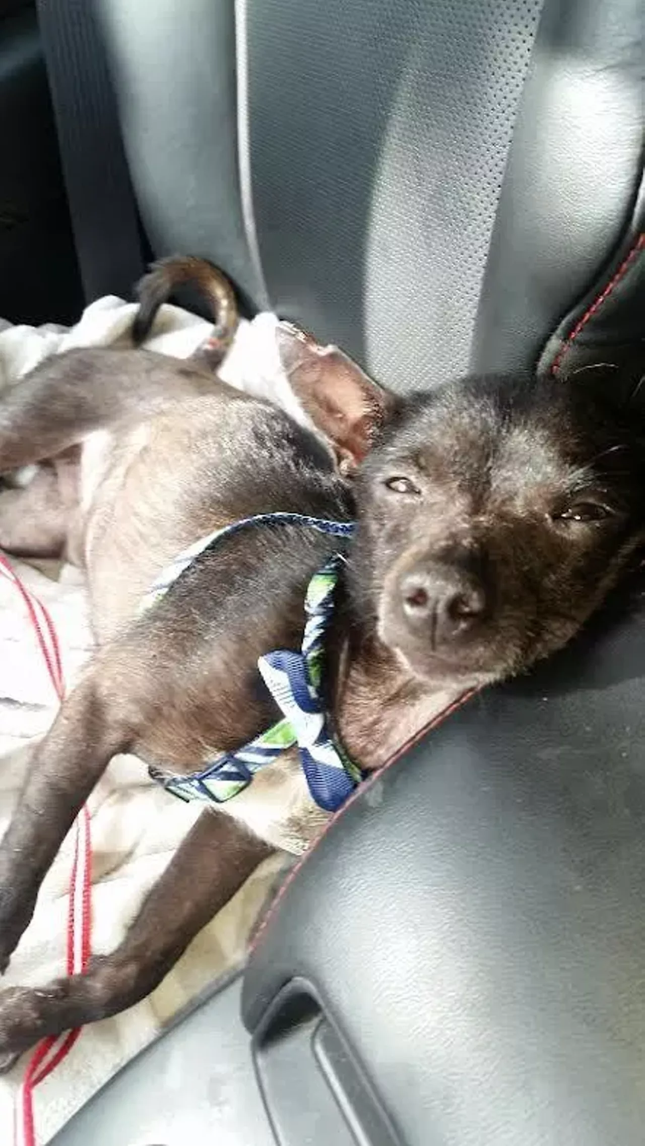  Waylon Chihuahua | Male Waylon was found on the streets so he&#146;s seen some shit. Look at those eyes. How can you not want to adopt him??