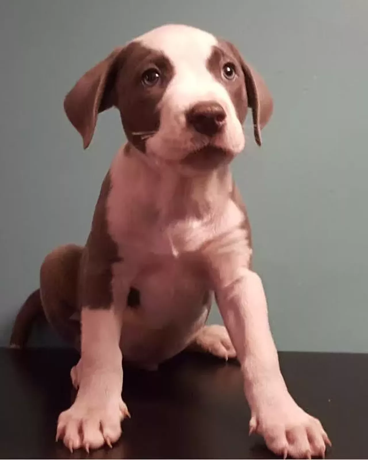  Tug Terrier Mix | Male | Puppy Tug looks stoic as hell.