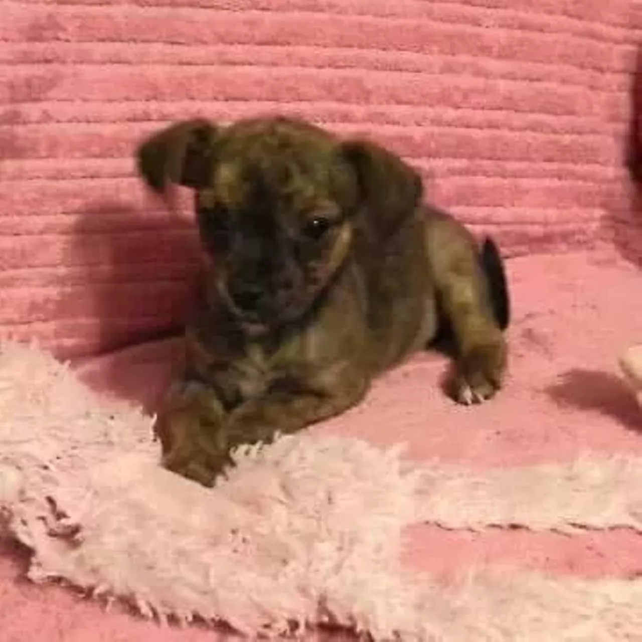  Olive Oyl Chihuahua Mix | Female | Puppy Oh my god. The cuteness. We cannot anymore.