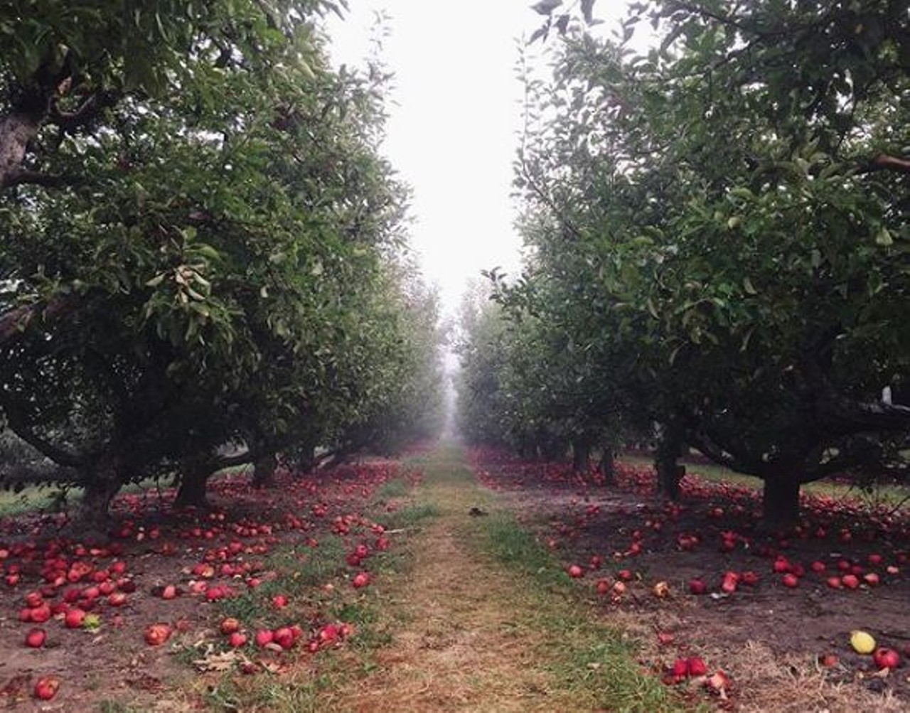 23 apple orchards and cider mills you should visit this fall in