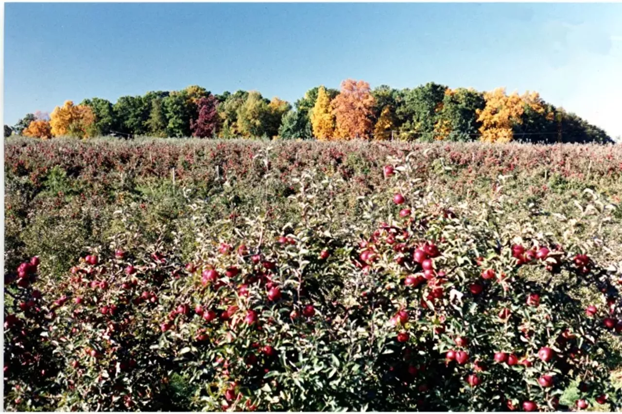 Erwin Orchards and Cider Mill 61475 Silver Lake Rd., South Lyon; 248-437-0150; erwinorchards.com While apple cider may be all the rage, Erwin Orchards and Cider Mill is known for its raspberries. Erwin Orchards offers U-Pick apples, pumpkins, cherries, and raspberries as well as corn mazes, group tours, and cooking lessons. Photo via Erwin Orchards & Cider Mill / Facebook