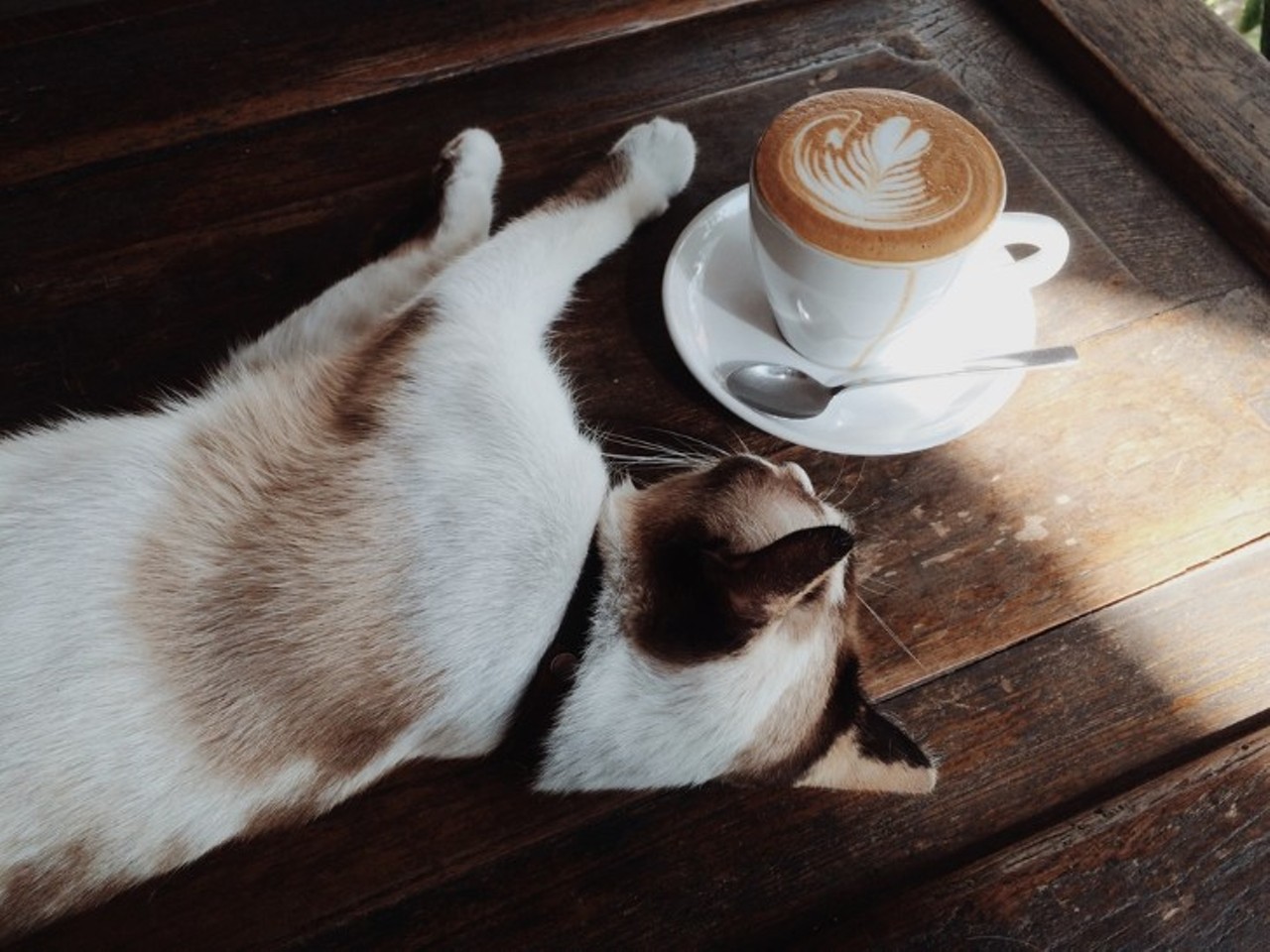 Make a new feline friend at Catfe Lounge
821 Livernois Ave., Ferndale
The cafe serves as a spot for visitors to come and connect with shelter cats in a relaxed setting. Patrons are also able to adopt any of the cats that roam throughout the cafe.
Photo via Mutita Narkmuang/Shutterstock