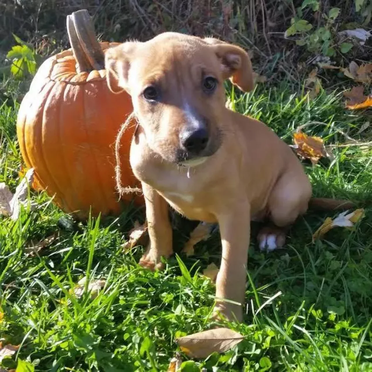 Cider A cute lil fall puppy.