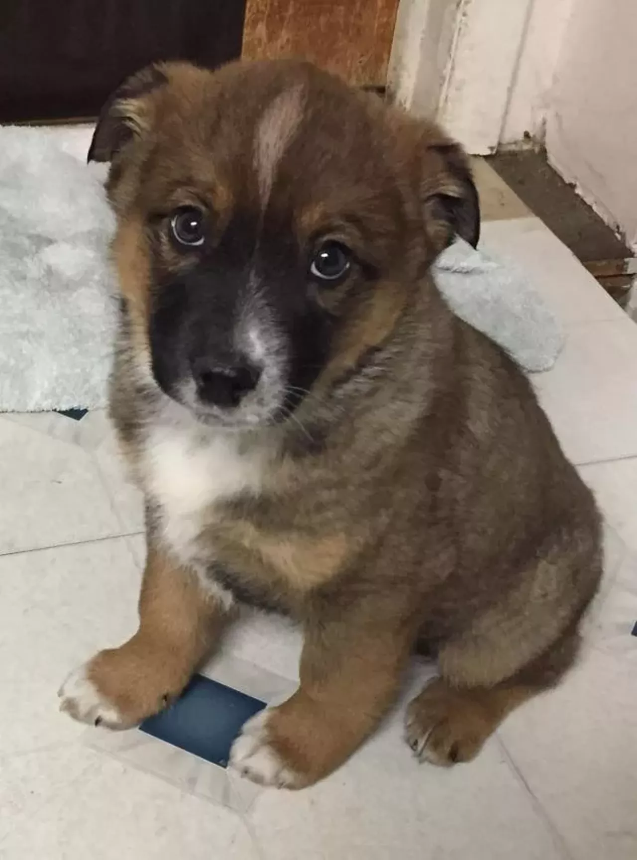Bo is the most adorable little guy you've ever seen