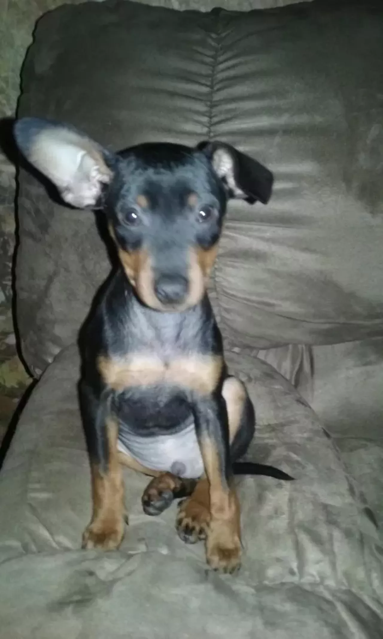 Look at those ears, Glenn is always listening
