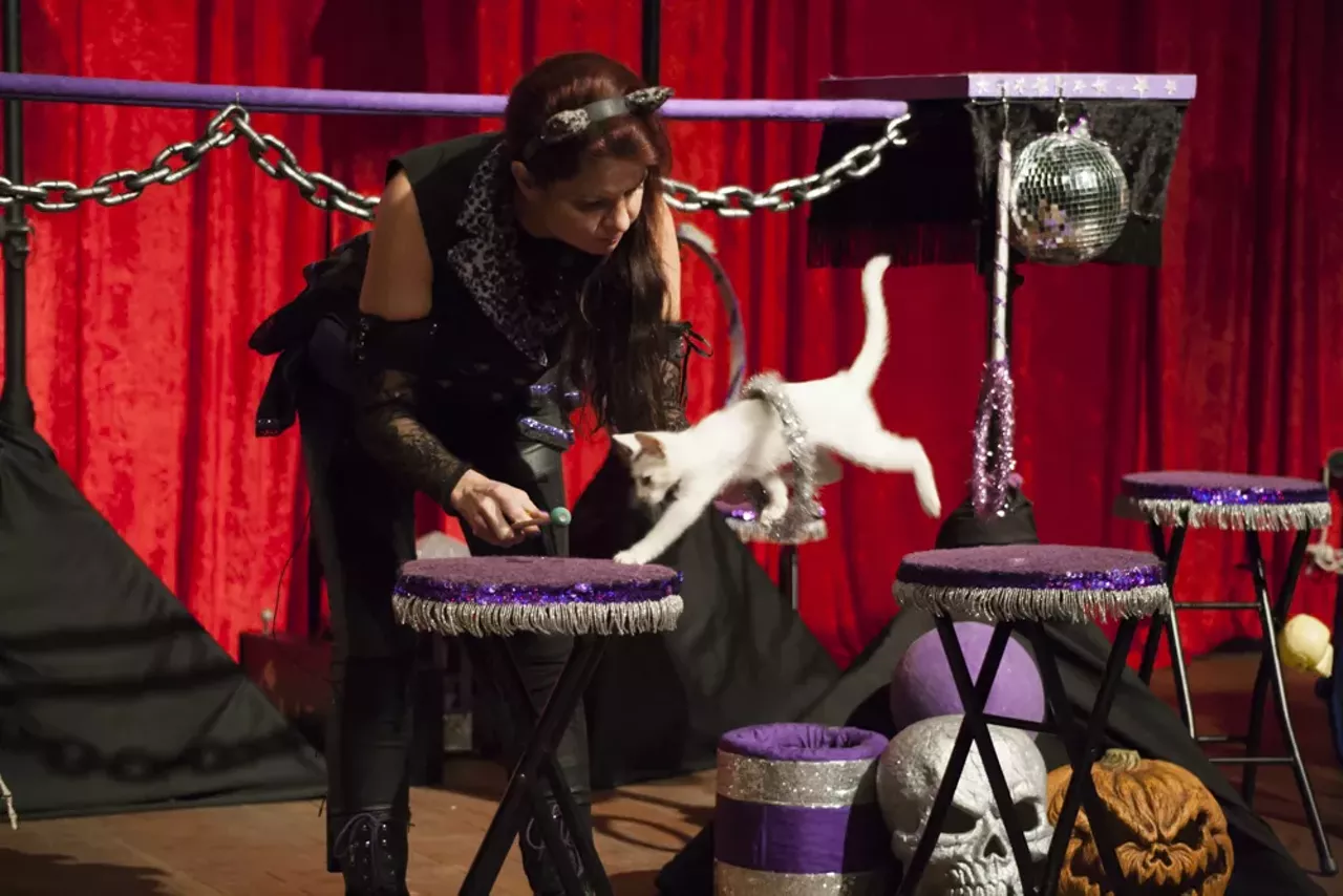 Image: 29 purrr-fect photos from the Acro Cats performance at Jam Handy