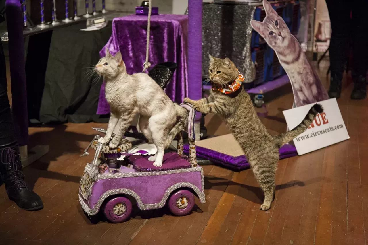 Image: 29 purrr-fect photos from the Acro Cats performance at Jam Handy