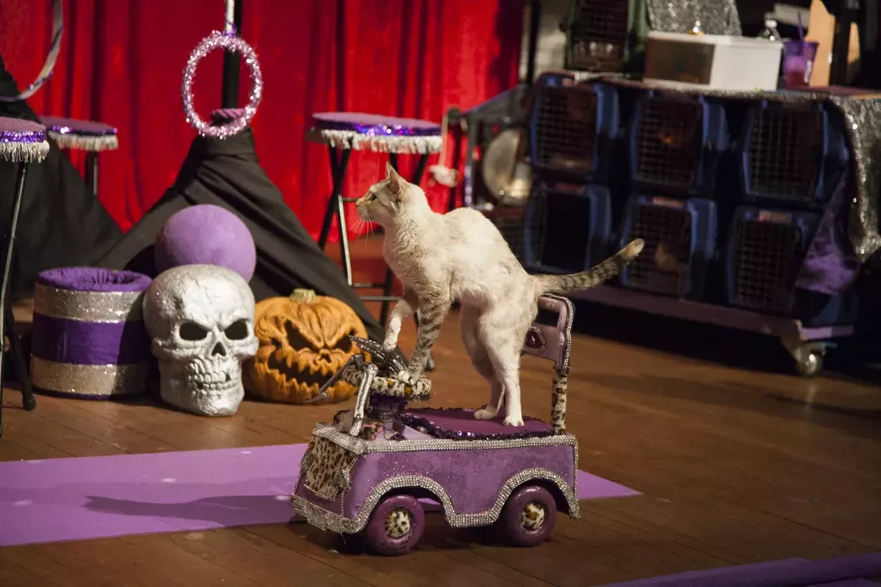 Image: 29 purrr-fect photos from the Acro Cats performance at Jam Handy