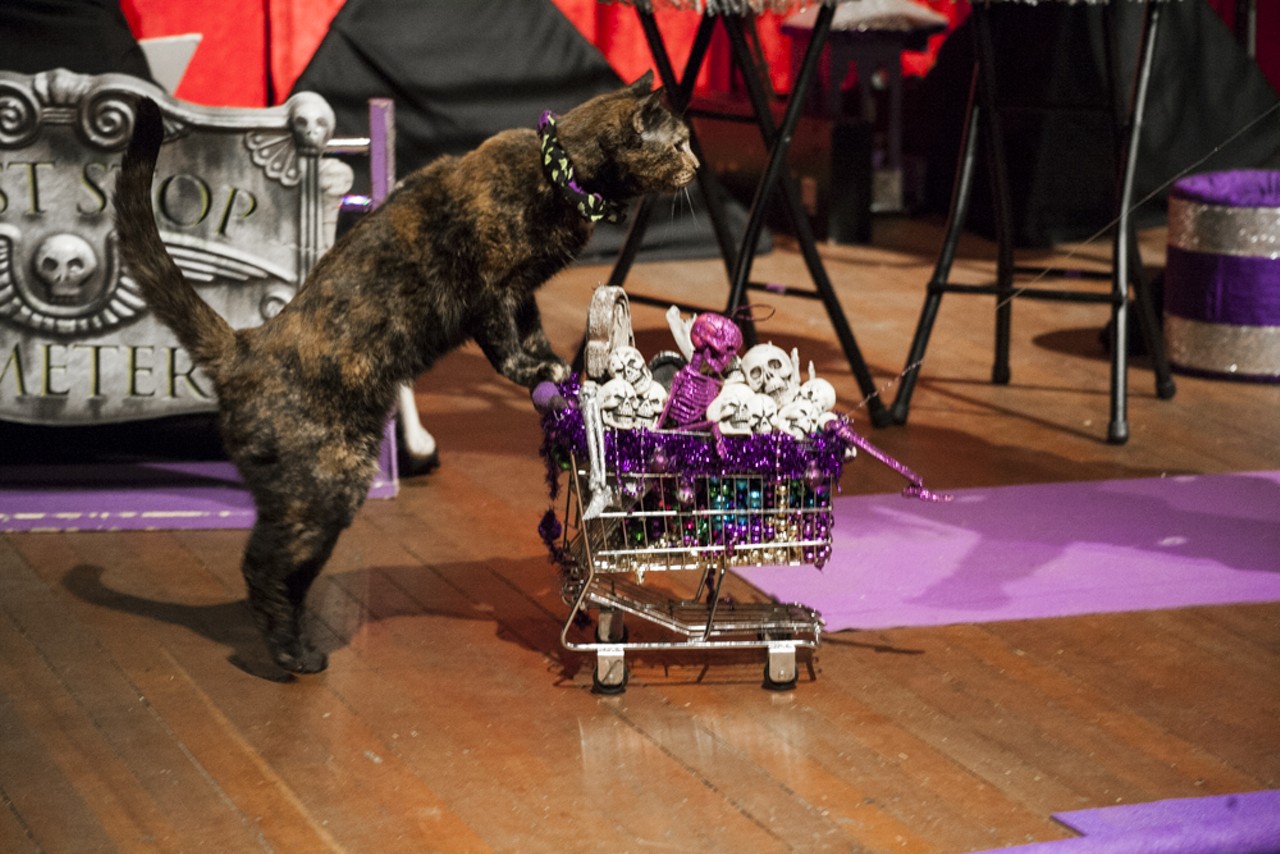 29 purrr-fect photos from the Acro Cats performance at Jam Handy