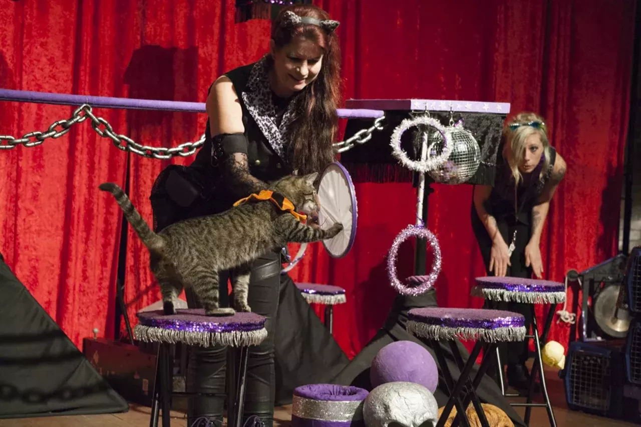 Image: 29 purrr-fect photos from the Acro Cats performance at Jam Handy