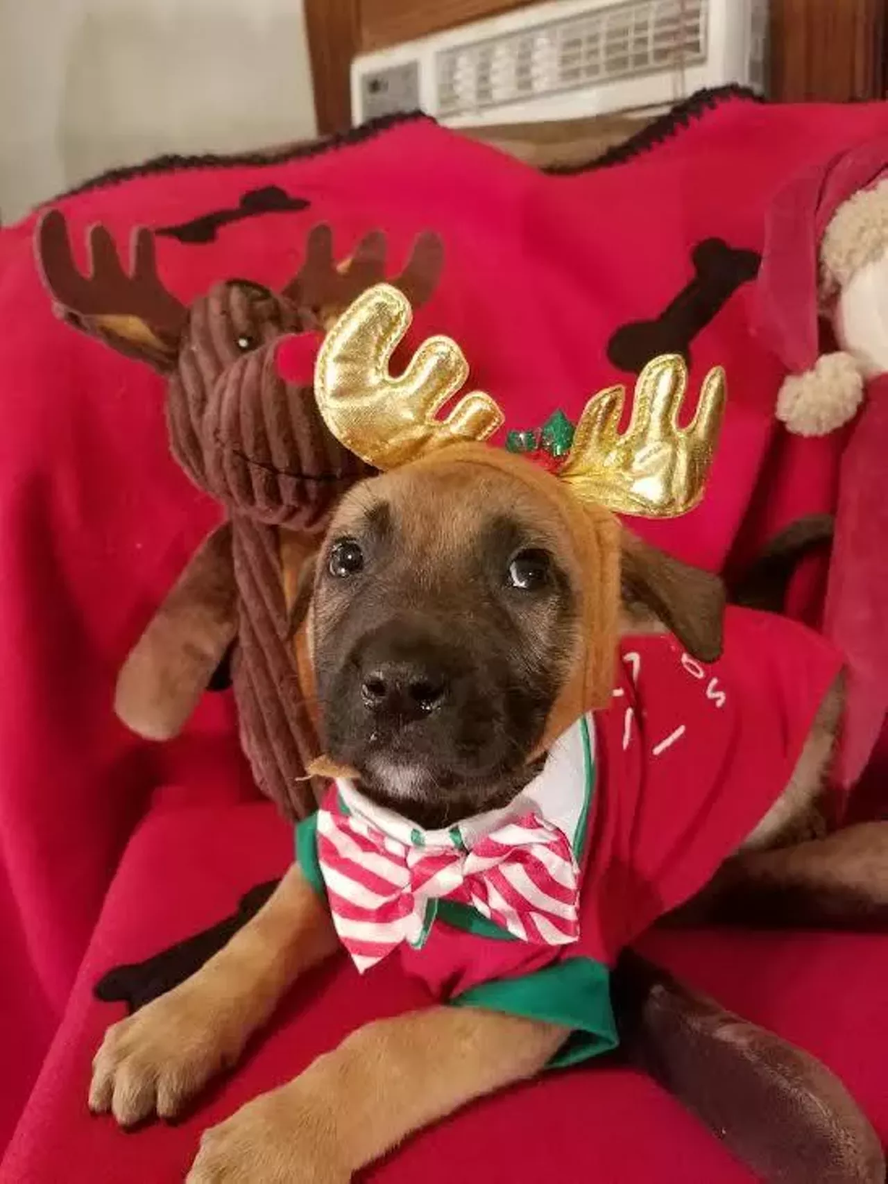 Tinsel can't wait for Christmas!