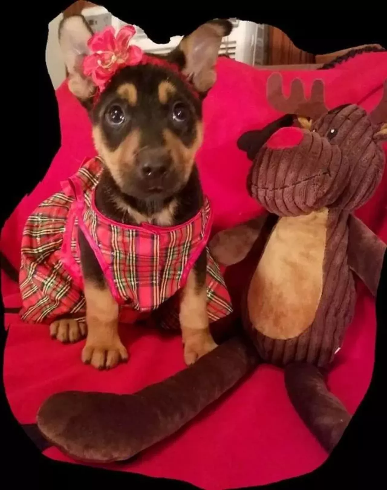 Niether can Sugar Plum Mary!