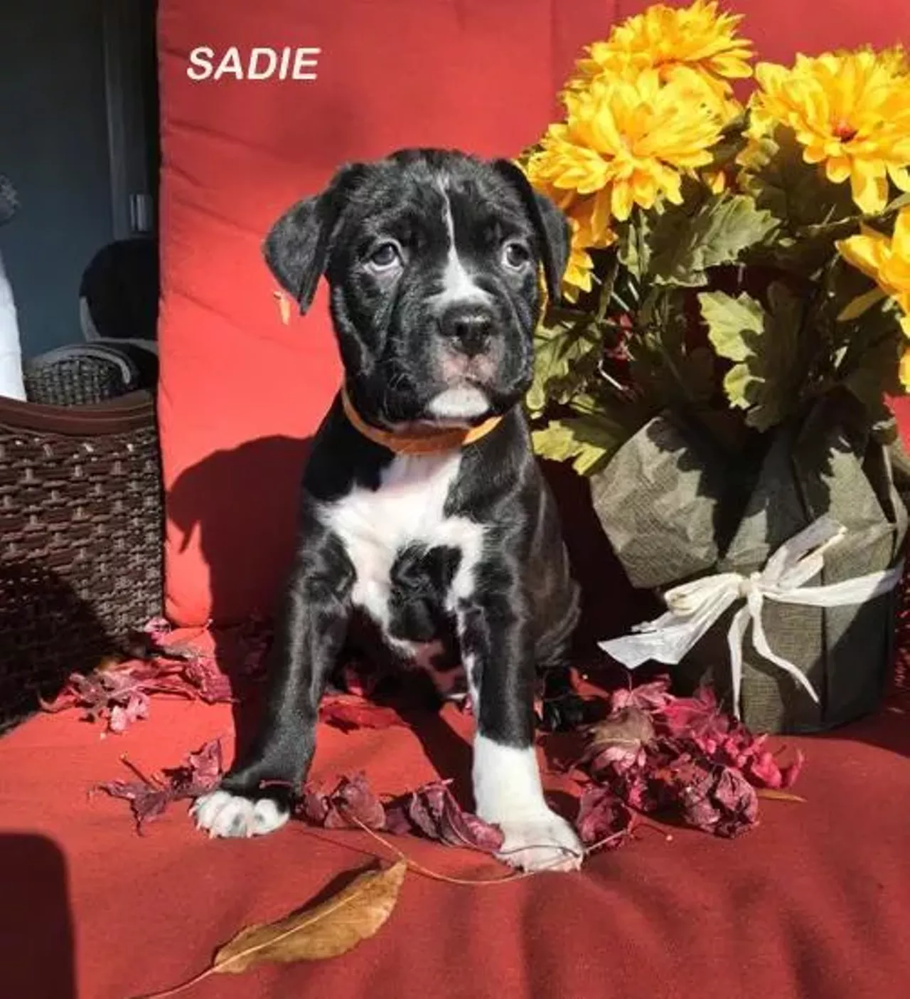 Lil Sadie is such a cutie.