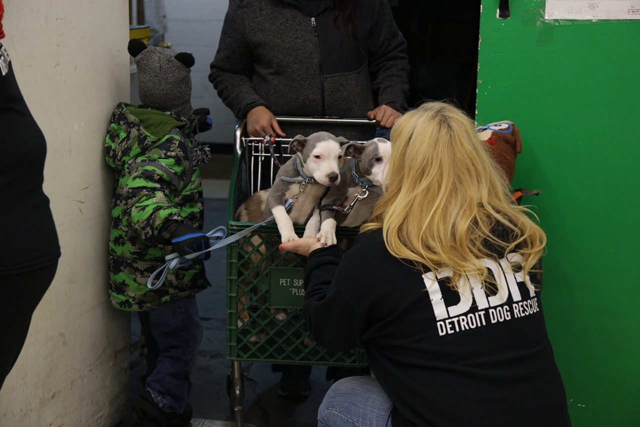 31 photos from Detroit Dog Rescue's free vaccine clinic