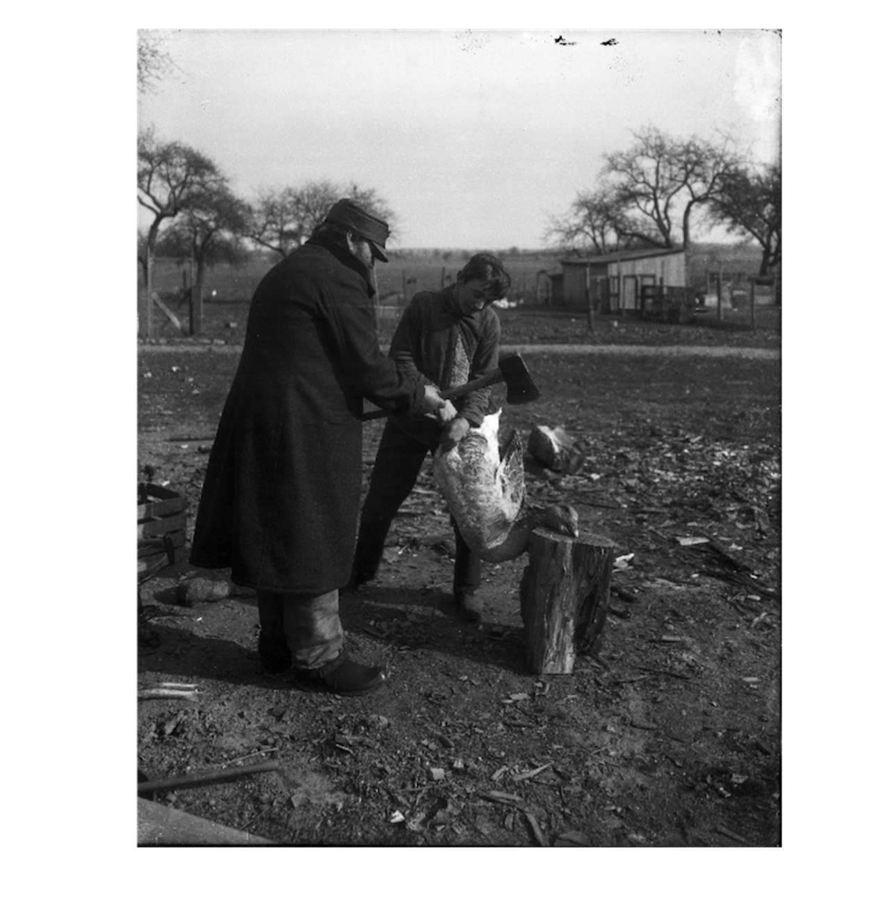 Farmer killing turkey.
All photos courtesy of Walter P. Reuther Library, Archives of Labor and Urban Affairs, Wayne State University