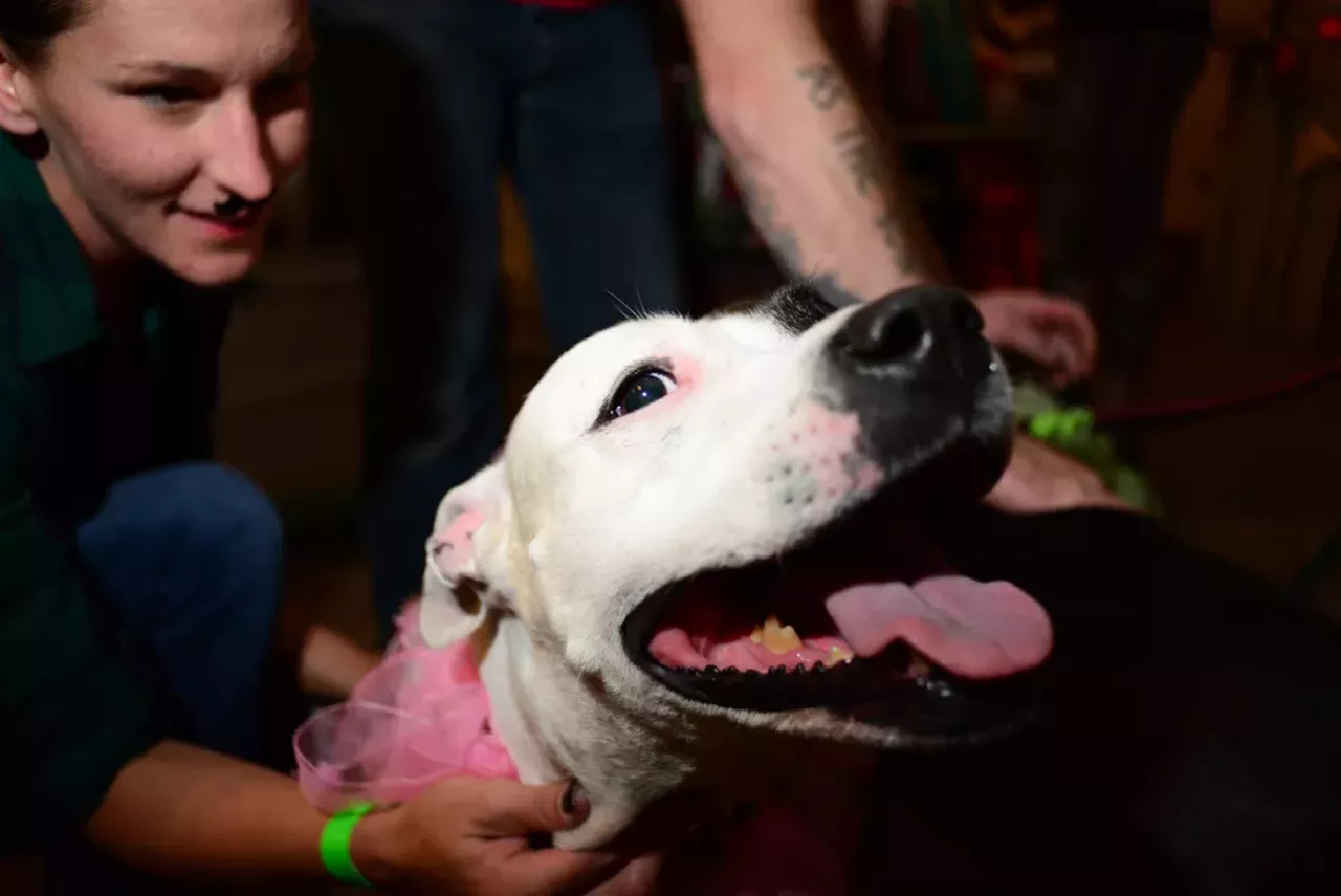 Image: 48 photos of the beards, babes, and fire breathers we saw at the Circus of Whiskers