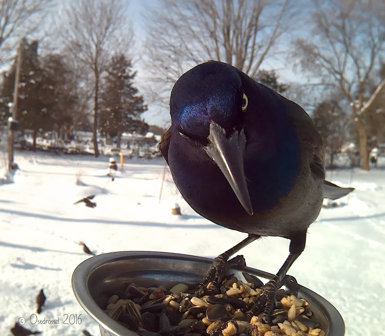 Common Grackle