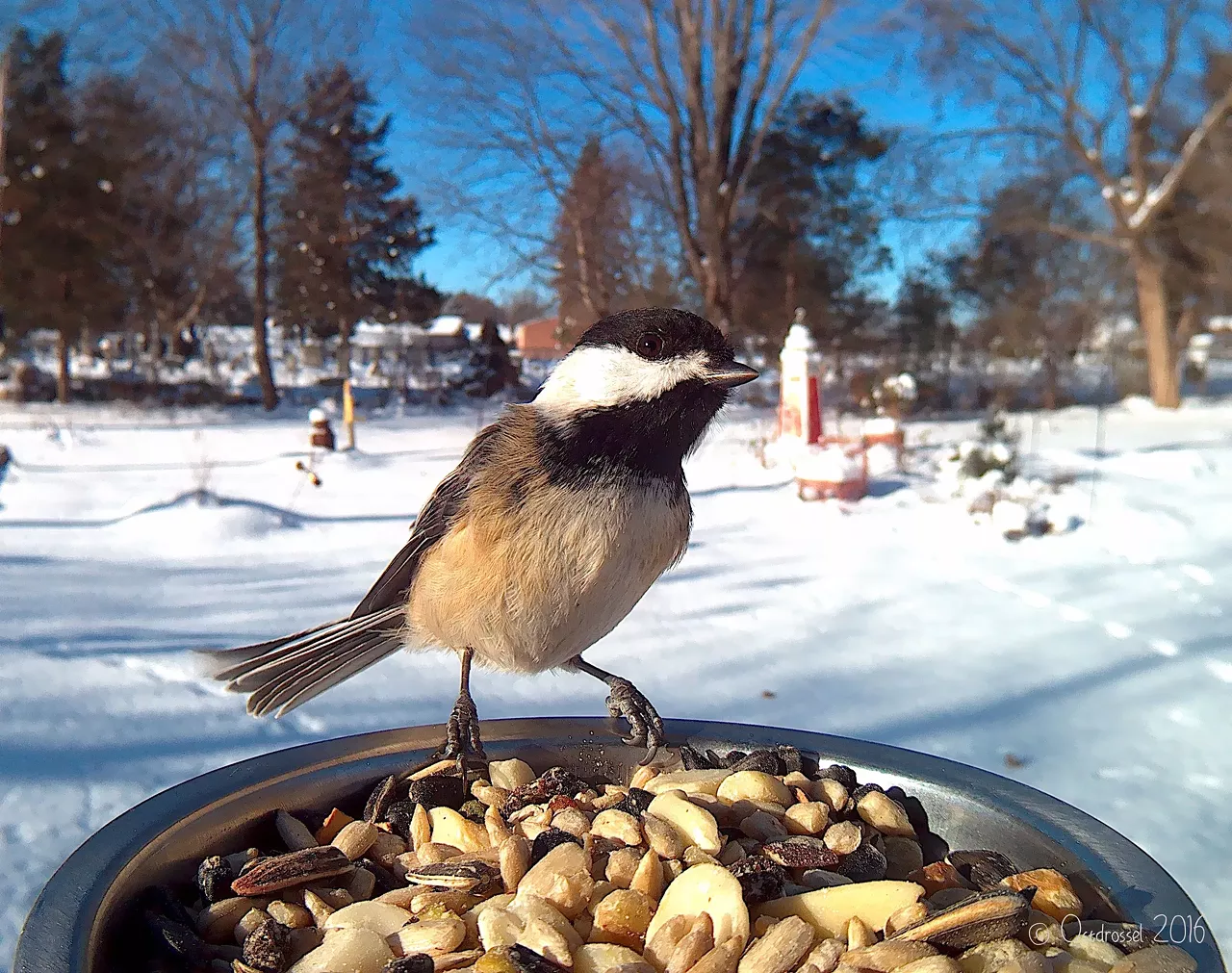 Chickadee