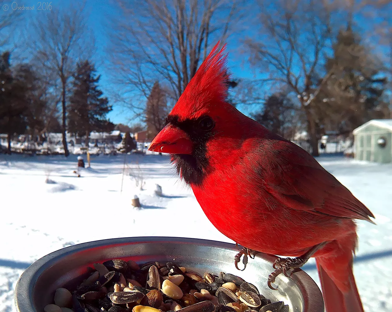 Cardinal