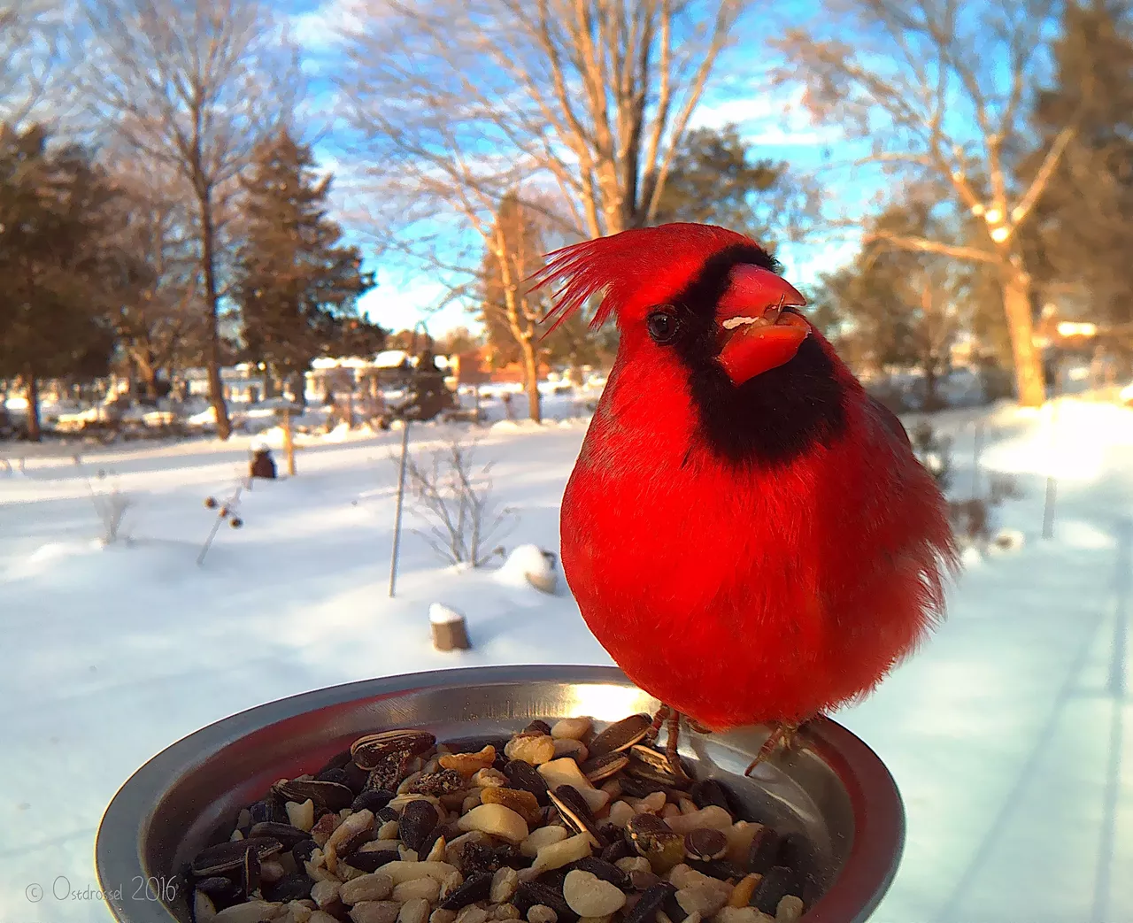 Cardinal