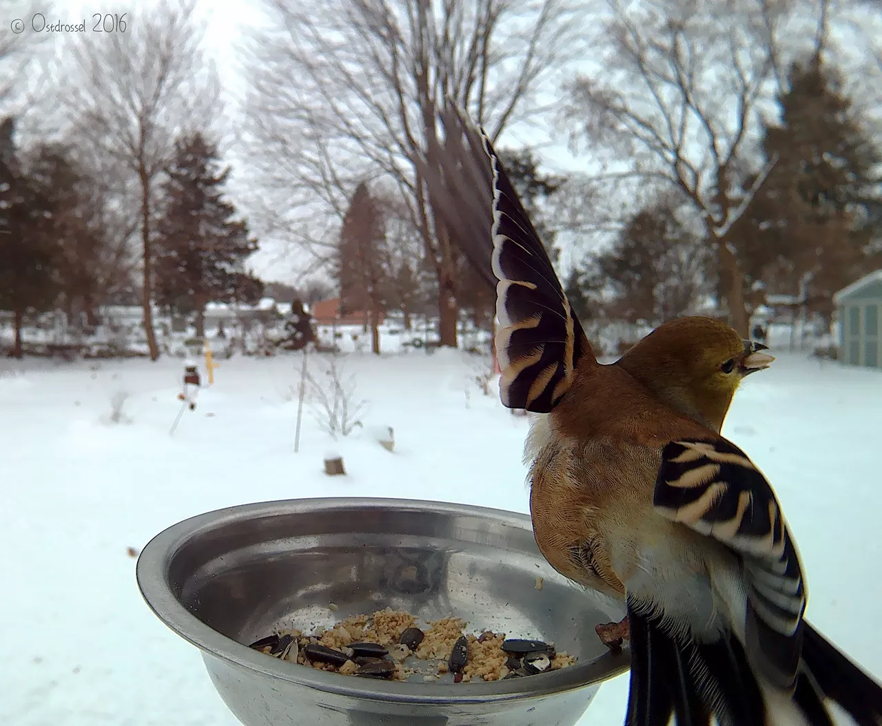 Goldfinch
