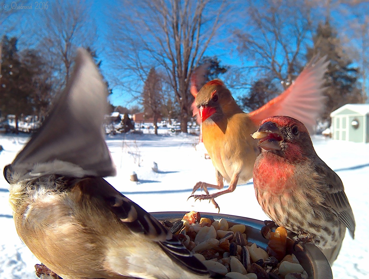 House Finches and Cardinal