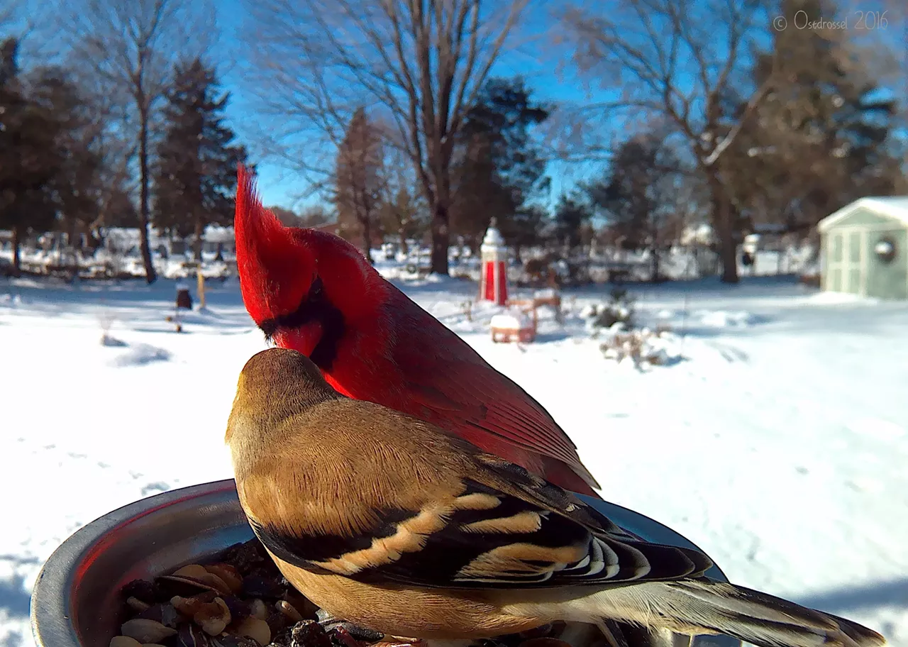 Cardinal and Goldfinch