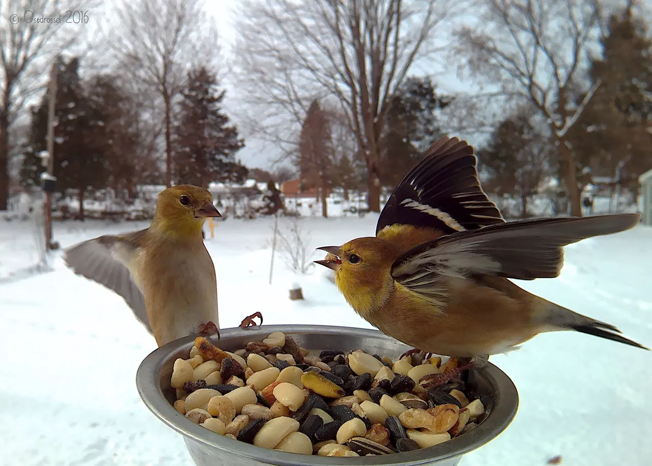 Goldfinches