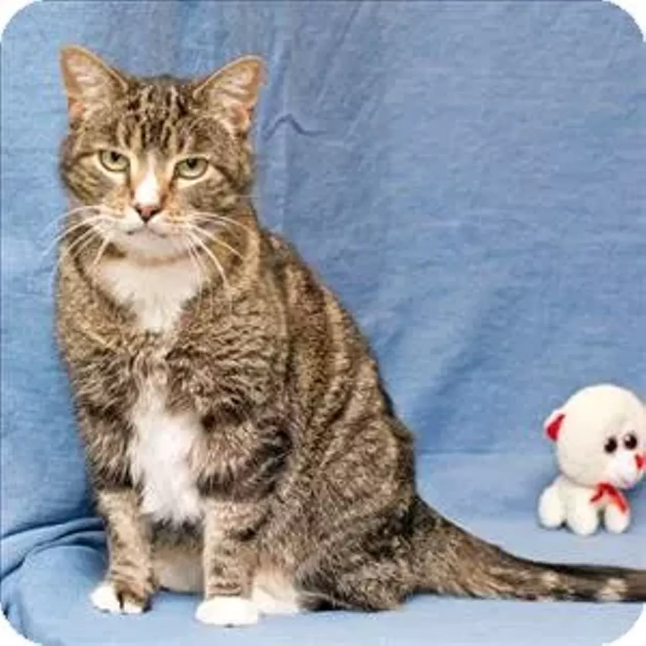 Gail Find out more at michiganhumane.org.