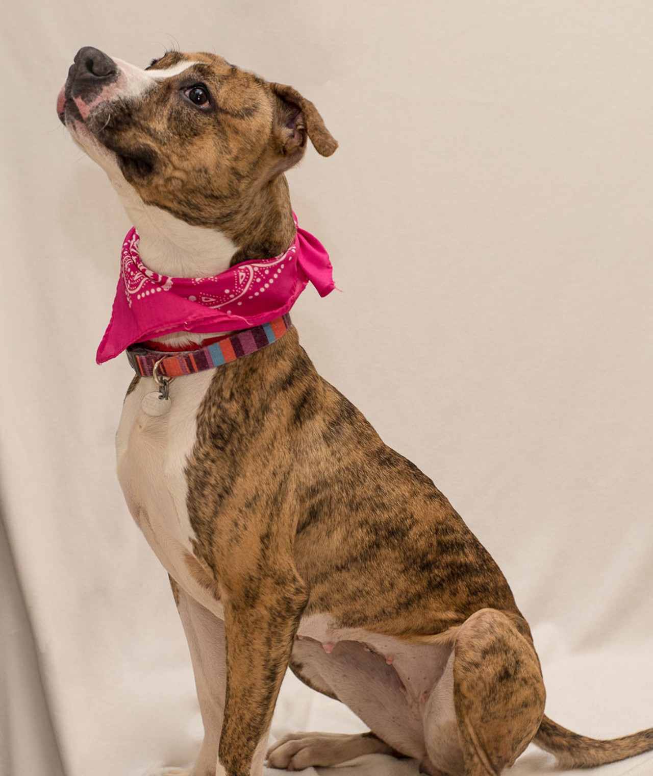 NAME: Bella
GENDER: Female
BREED: Pit Bull-Greyhound mix
AGE: 1 year
WEIGHT: 44 pounds
SPECIAL CONSIDERATIONS: Prefers a home with no cats and active dogs
REASON I CAME TO MHS: Agency transfer
LOCATION: Mackey Center for Animal Care in Detroit
ID NUMBER: 862503